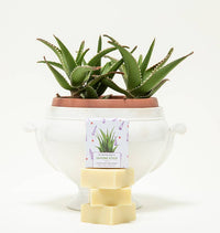 Jabón emoliente para manos y cuerpo con aloe vera - Vera